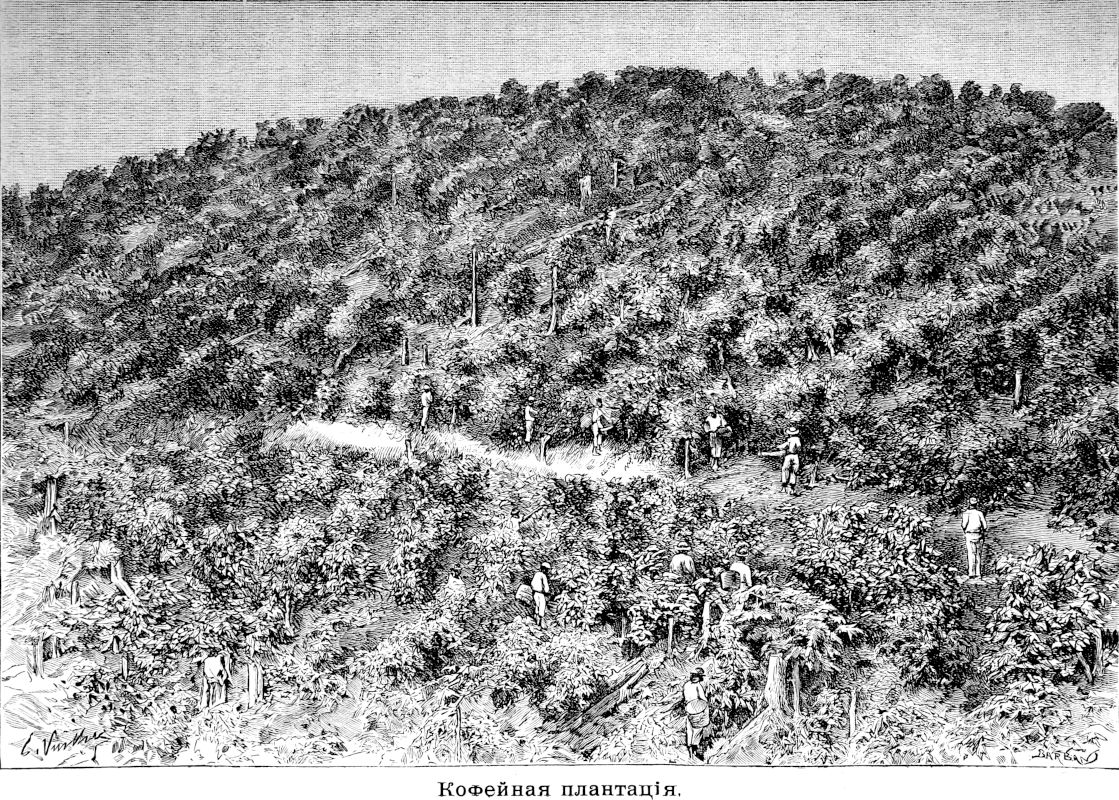 201 Кофейная плантация